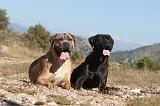 CANE CORSO 102